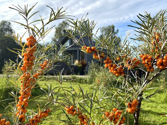 Sea buckthorn cabin gift card 